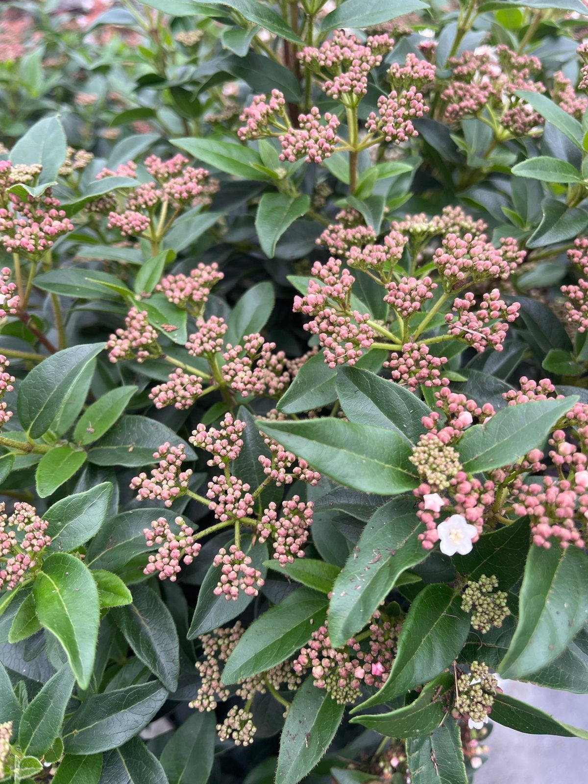Viburnum tinus 'Eve Price' - Winterharde Sneeuwbal, Tuin en Terras, Overige soorten, Vaste plant, Ophalen of Verzenden, Halfschaduw