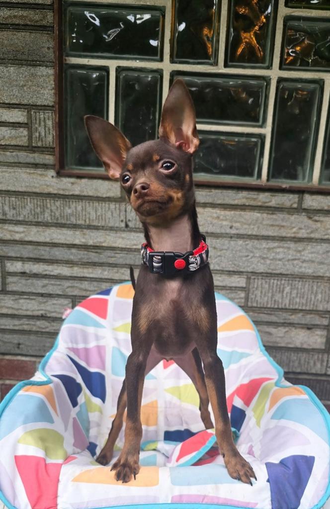 Russkiy Toy pup reutje korthaar FCI stamboom, Fokker | Hobbymatig, 8 tot 15 weken, Buitenland, Parvo