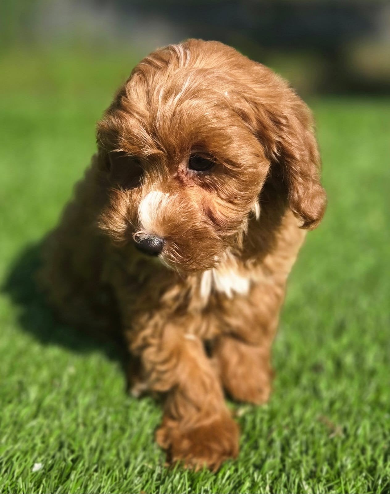 Te koop mooie Cavapoo pup Cavelier x Dwerg Poedel F2, Parvo, Nederland, 8 tot 15 weken, Teef