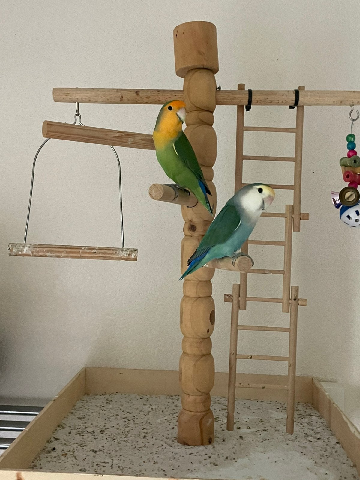 Gezonde Agapornis Dwergpapegaai Lovebird Handtam, Meerdere dieren, Dwergpapegaai of Agapornis, Tam