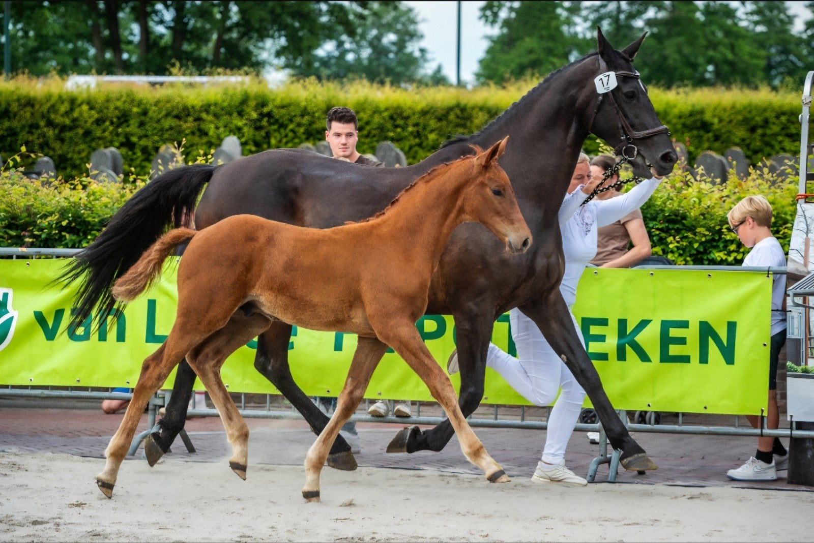 Veelbelovend KWPN hengst veulen van i'm special de muze, Dieren en Toebehoren, Paarden, Hengst, 0 tot 2 jaar, Springpaard