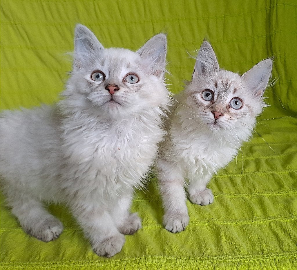 Siberische kittens Neva Masquerade kunnen direct mee, Meerdere dieren, Gechipt