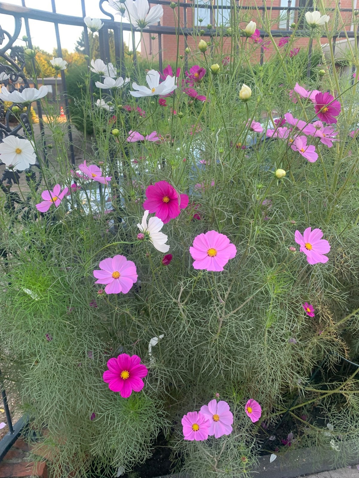 Cosmea gemende zaden, Ophalen, Overige soorten, Volle zon