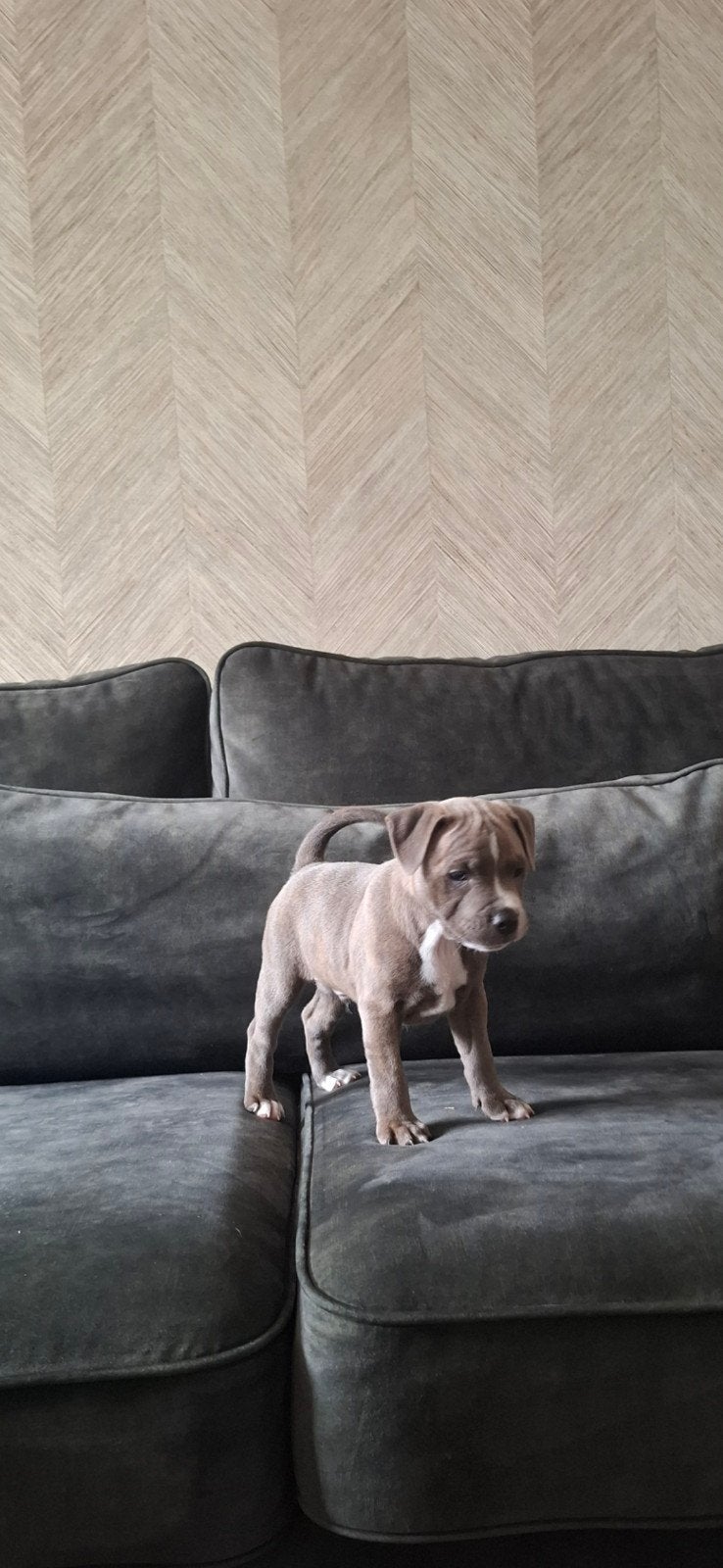 engelse stafford pup met stamboom., Parvo, Overige rassen, 8 tot 15 weken, Meerdere