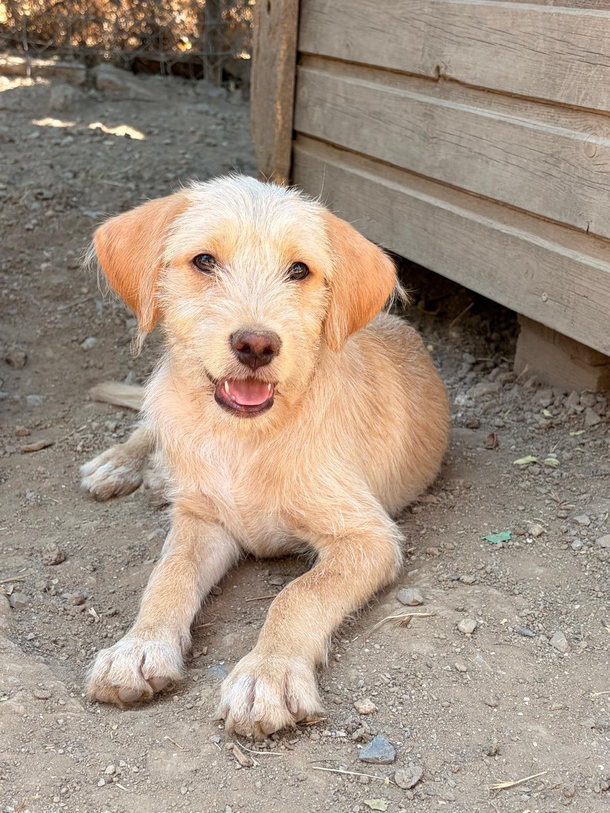 Serfer – Een vrolijke pup met dromen, Dieren en Toebehoren, Honden | Niet-rashonden, Particulier, Reu, 8 tot 15 weken, Buitenland