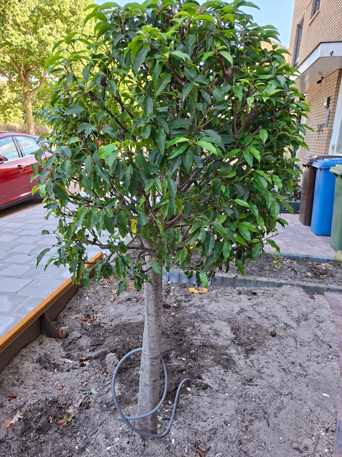 Portugese laurier op stam 90cm stamhoogte, Tuin en Terras, Ophalen, Bloeit niet, Halfschaduw, Overige soorten