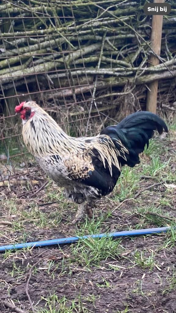 Haantje gratis, Dieren en Toebehoren, Mannelijk, Kip