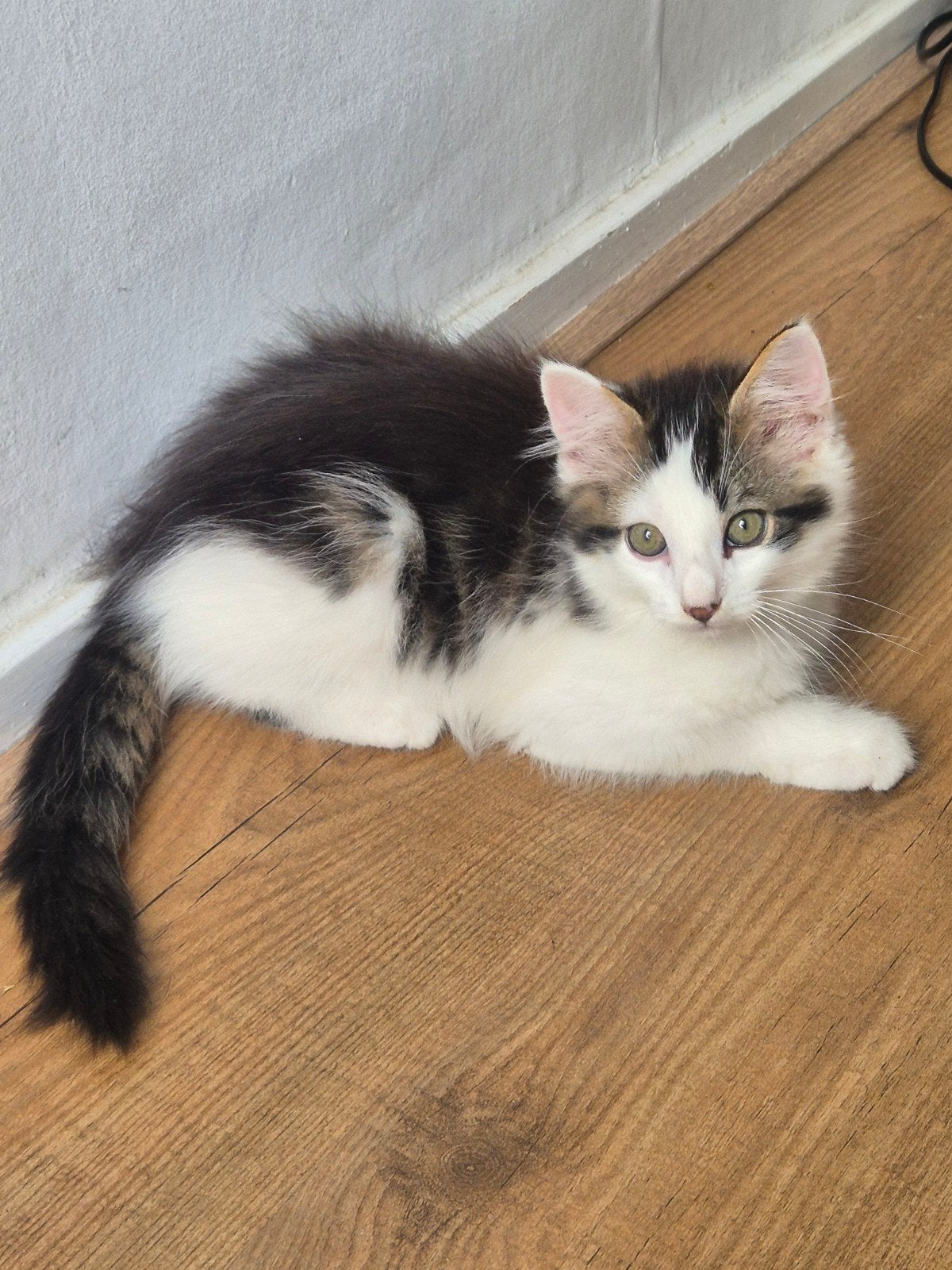 Lieve 9weken poesje, Dieren en Toebehoren, Katten en Kittens | Overige Katten, Poes