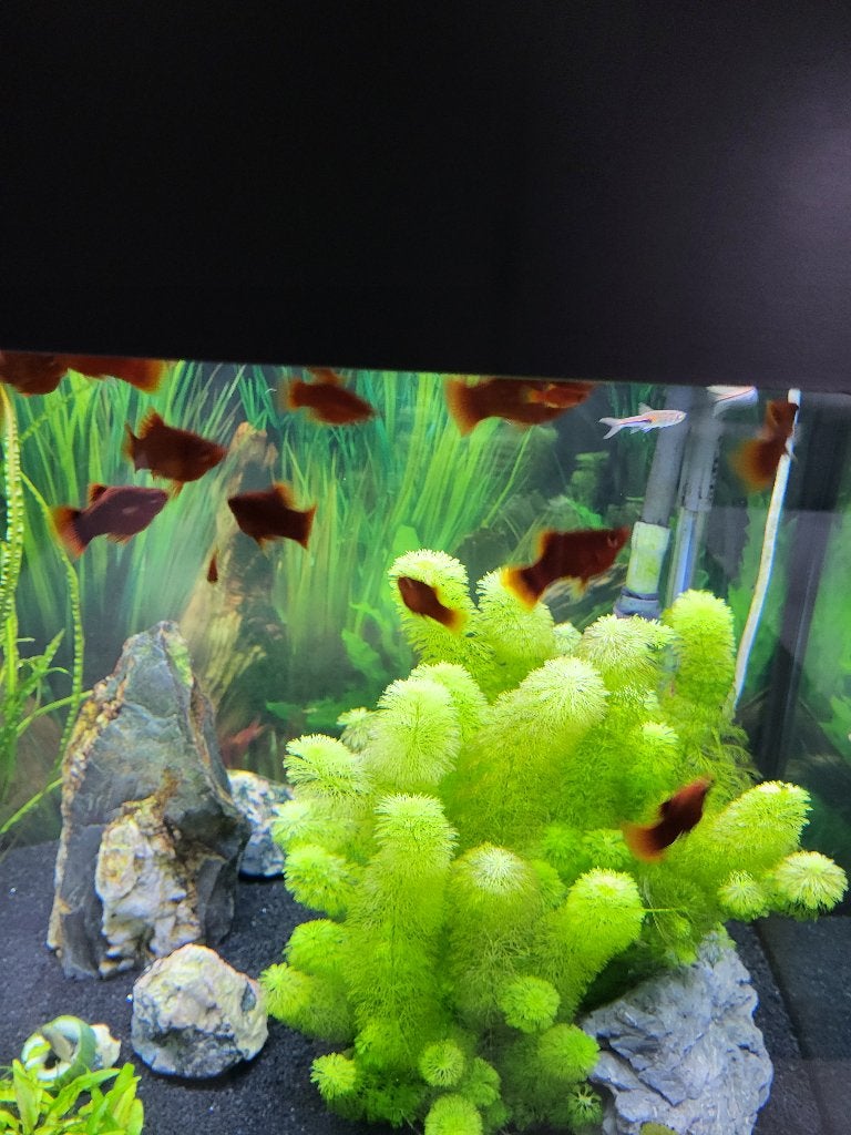 Aquarium Juwel Lido Led 200 + toebehoren, Ophalen, Inclusief vissen, Juwel, Gevuld zoetwateraquarium