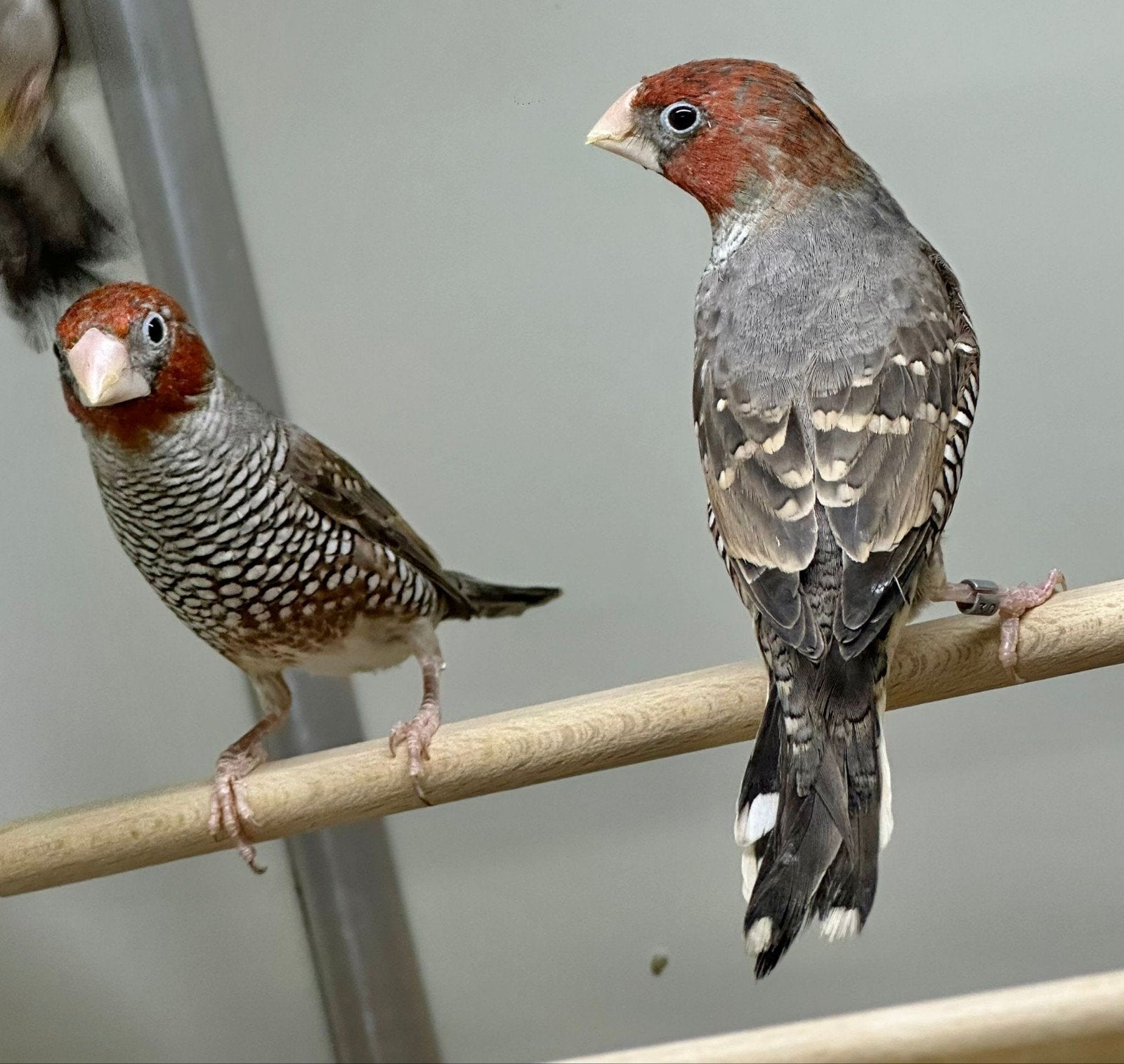 gezocht verschillende soorten vogels, Meerdere dieren