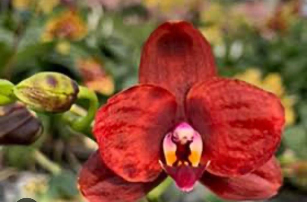 Phalaenopsis 'Yaphon Pink Grape Black Eagle' zeldzaam orchid, Ophalen of Verzenden, Halfschaduw, Minder dan 100 cm