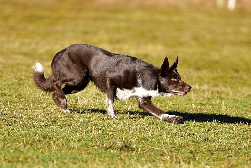 Gezocht: kortharige Border Collie teef puppy, 8 tot 15 weken, Teef, Collie, Eén hond