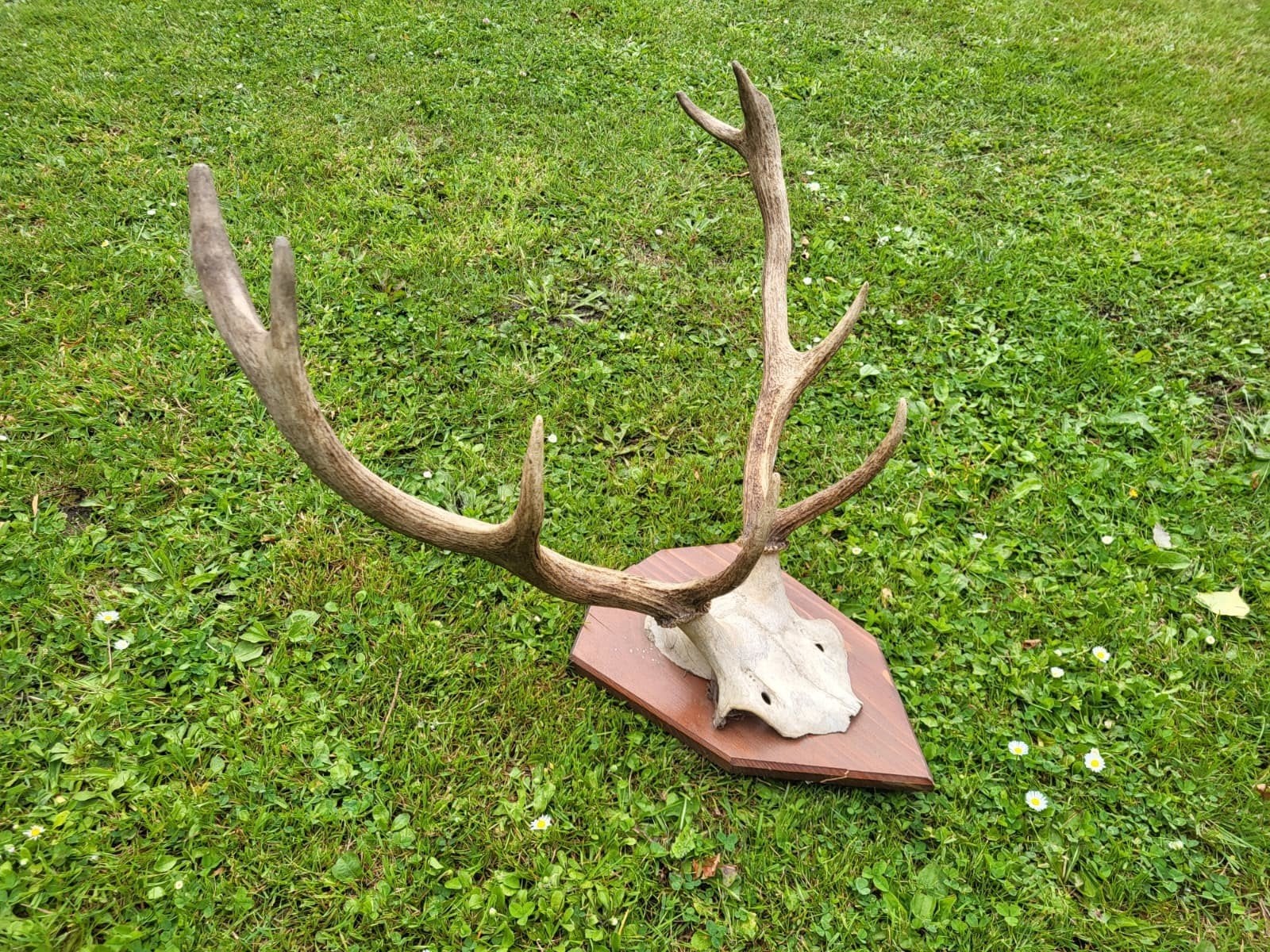 Herten Gewei op Houten Plaque - Decoratief, Ophalen, Gebruikt