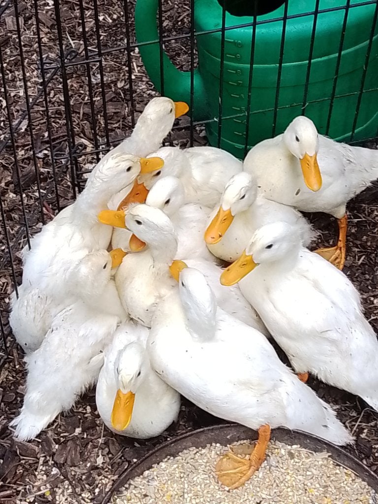 Eendjes, Meerdere dieren, Eend