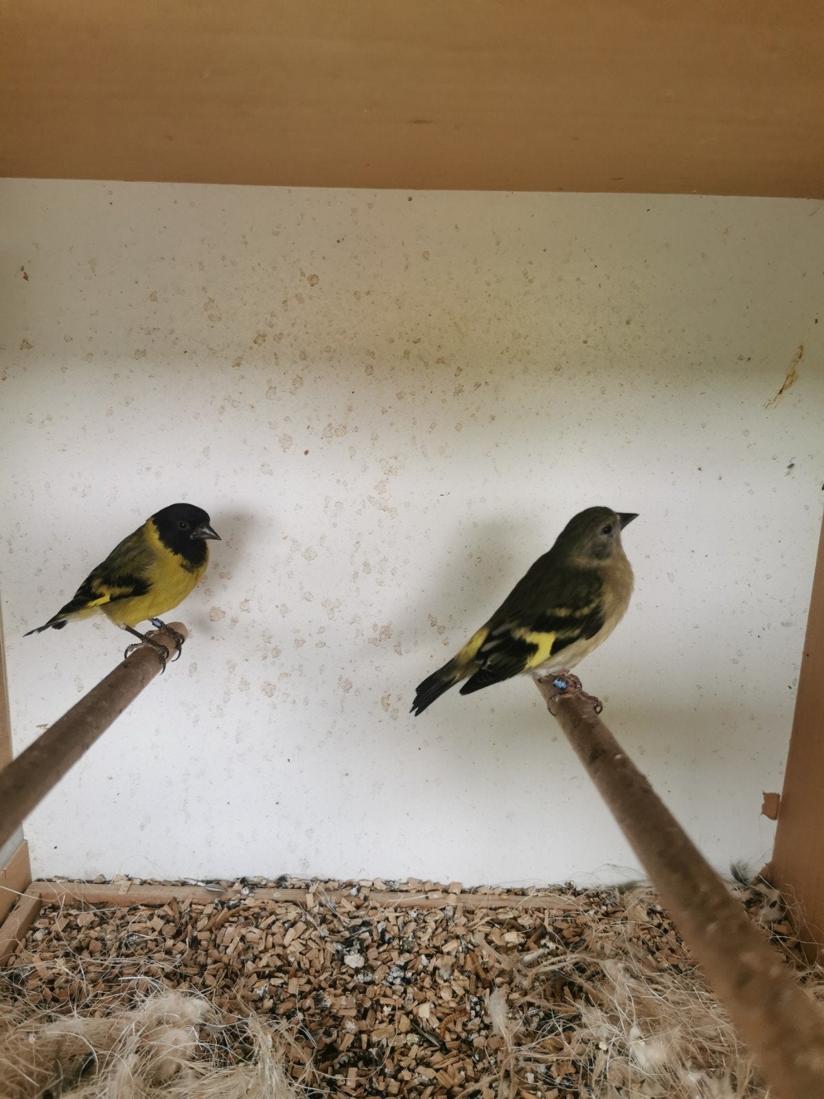 Zwart kop Sijs ., Meerdere dieren, Tropenvogel, Geringd