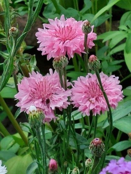 zaden Centaurea cyanus Korenbloem mix, Verzenden, Voorjaar, Halfschaduw, Zaad