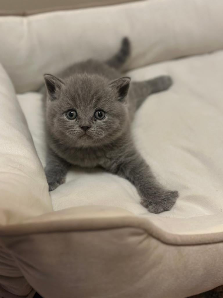 British koorthaar kittens, Dieren en Toebehoren, Meerdere dieren