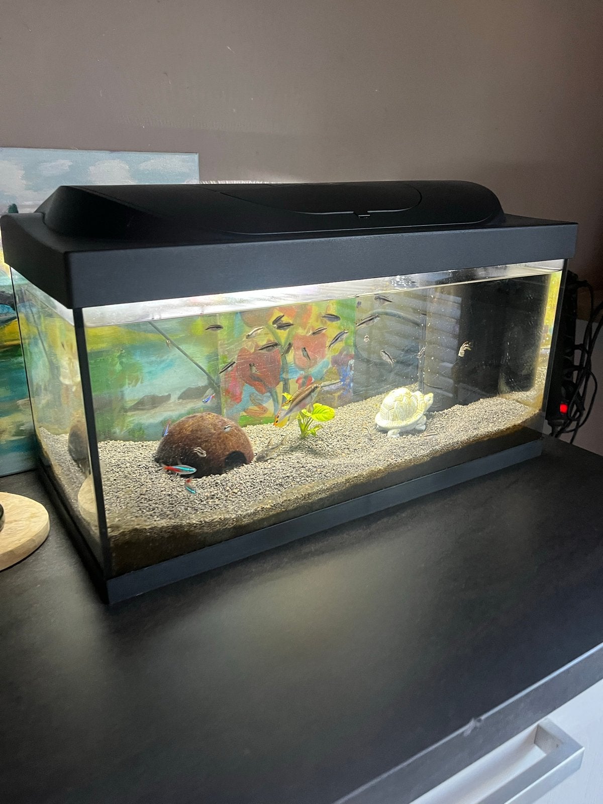 Mooi aquarium met kersenbuik ciclides, Ophalen, Zo goed als nieuw, Gevuld zoetwateraquarium