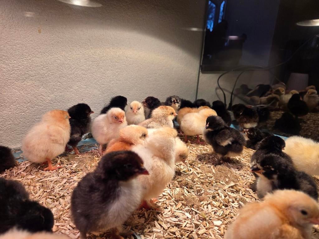 Kuikens van kleurleggers, Dieren en Toebehoren, Geslacht onbekend, Kip