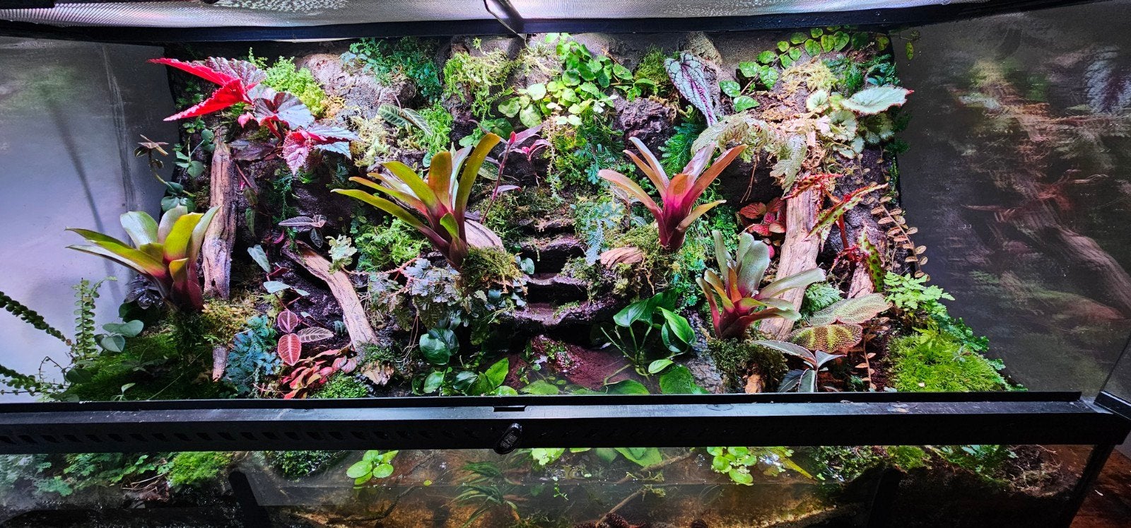 paludarium terrarium full plants 45/45/90, Dieren en Toebehoren, Reptielen en Amfibieën | Toebehoren, Ophalen, Zo goed als nieuw