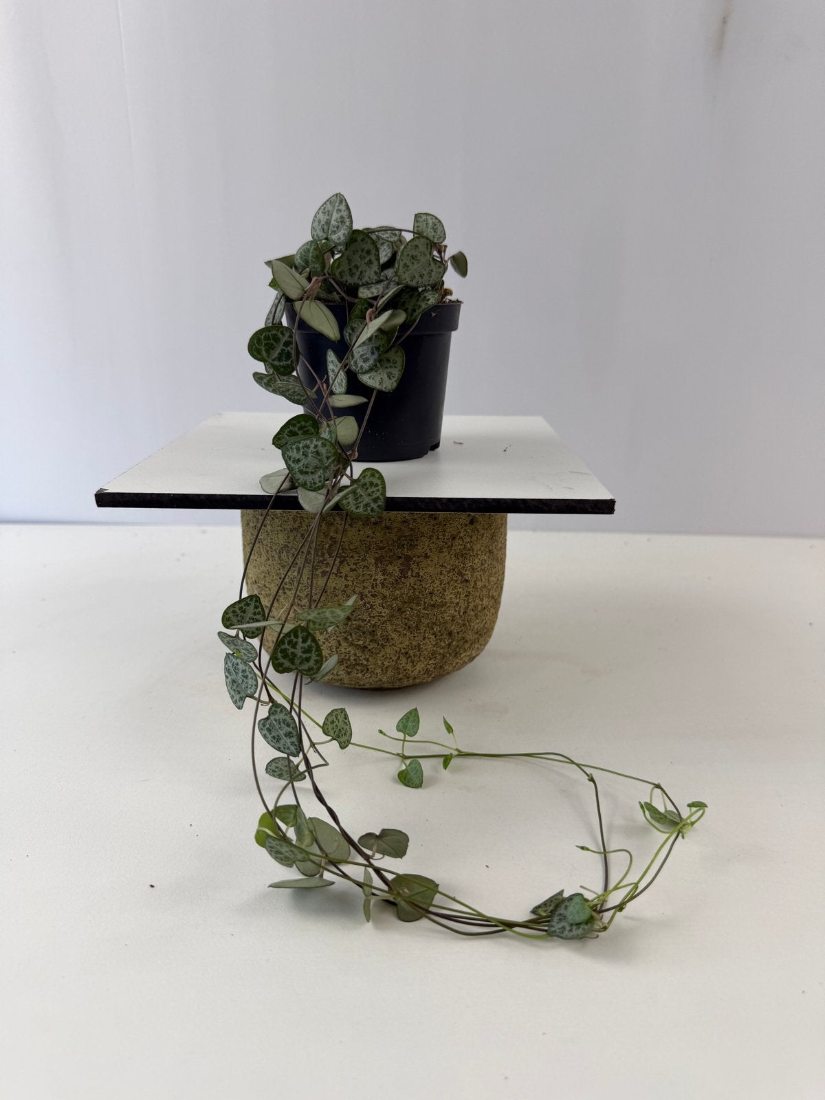 Ceropegia woodii ssp woodii - Hartjesplant - Pot 6 cm, Huis en Inrichting, Ophalen of Verzenden