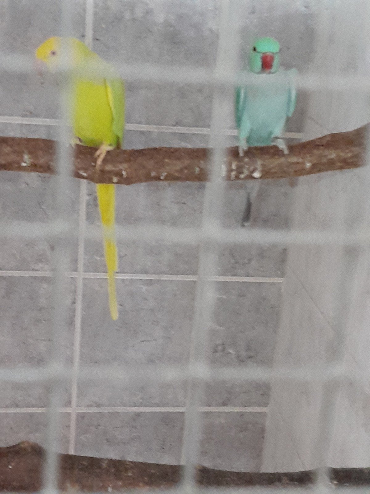 vogels