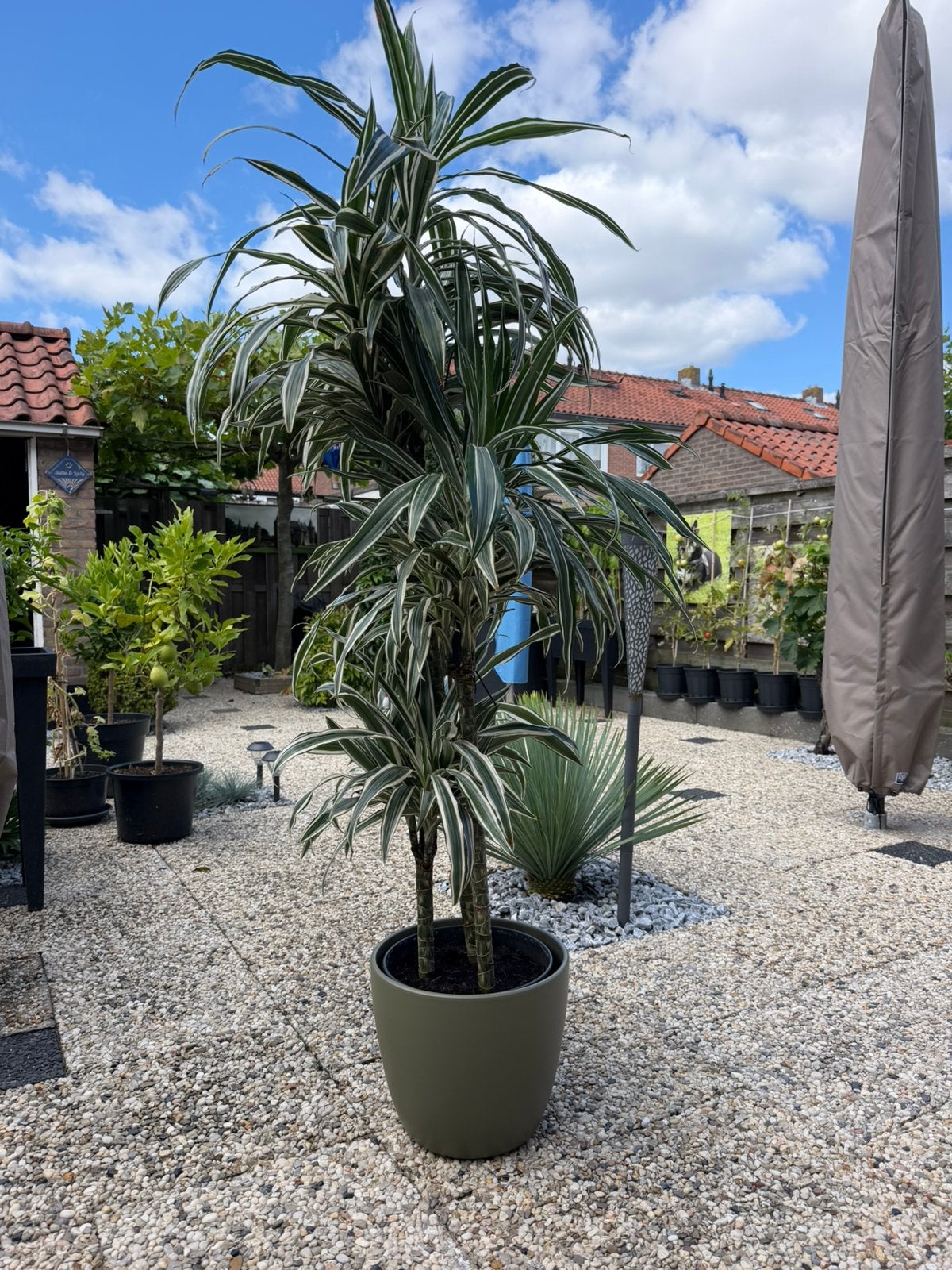 Plant met stenen groene pot, Ophalen, Halfschaduw, 150 tot 200 cm