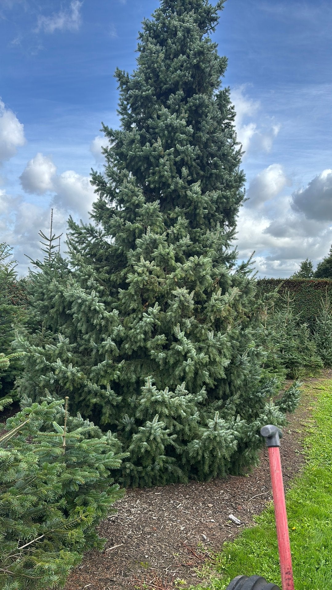 Kerstbomen, Ophalen, Volle zon, Overige soorten