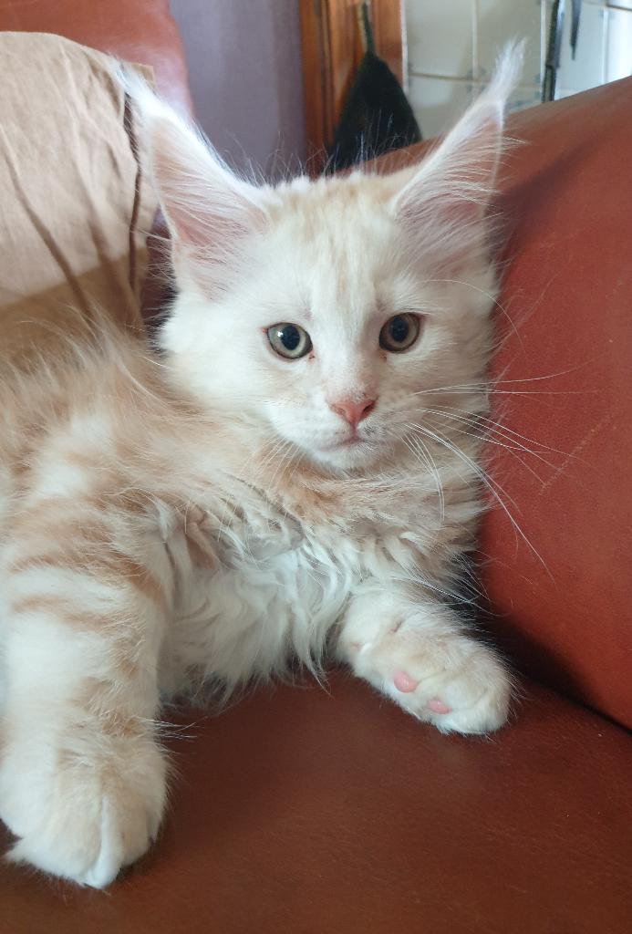 Maine coon kittens met stamboom, Meerdere dieren, Met stamboom