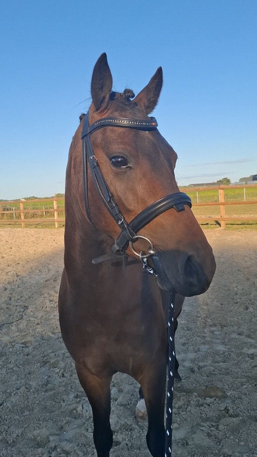 Brave pony ruin te koop, Dieren en Toebehoren, Pony's, Ruin, Zadelmak, D pony (1.37m tot 1.48m), 3 tot 6 jaar, Gechipt, Ontwormd