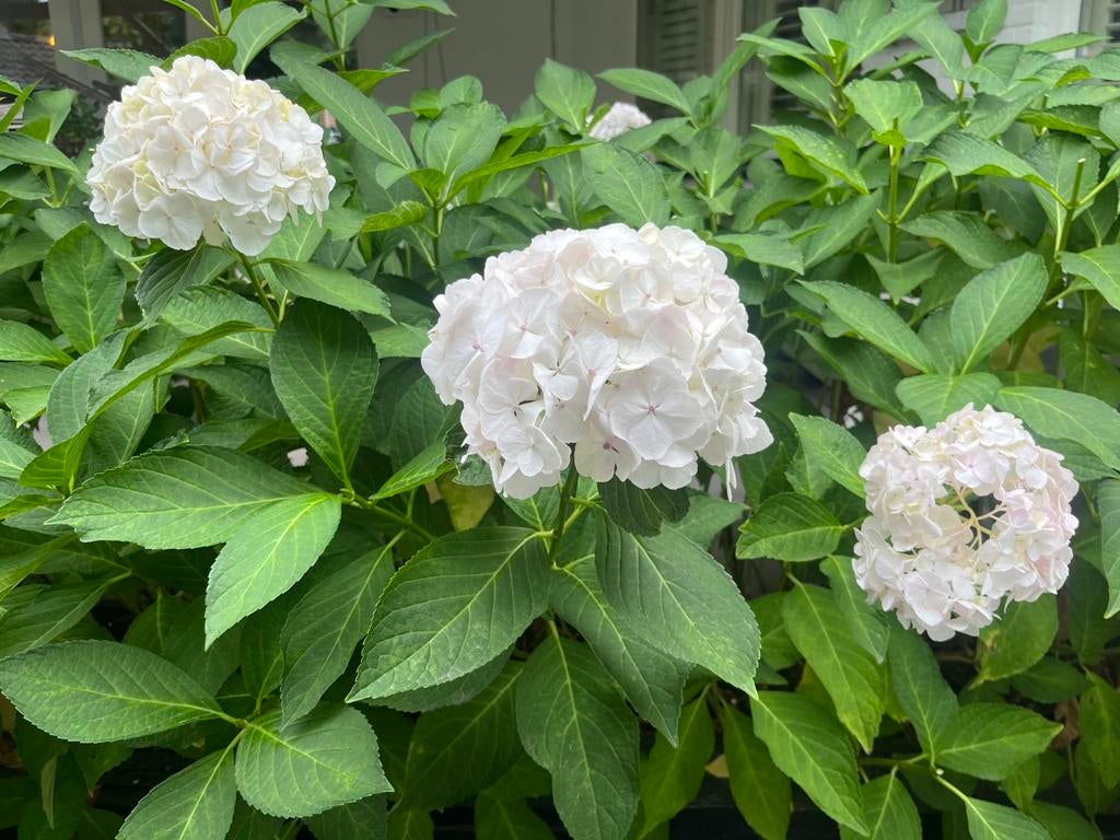 Witte hortensia stekken, Ophalen of Verzenden, Overige soorten, Halfschaduw