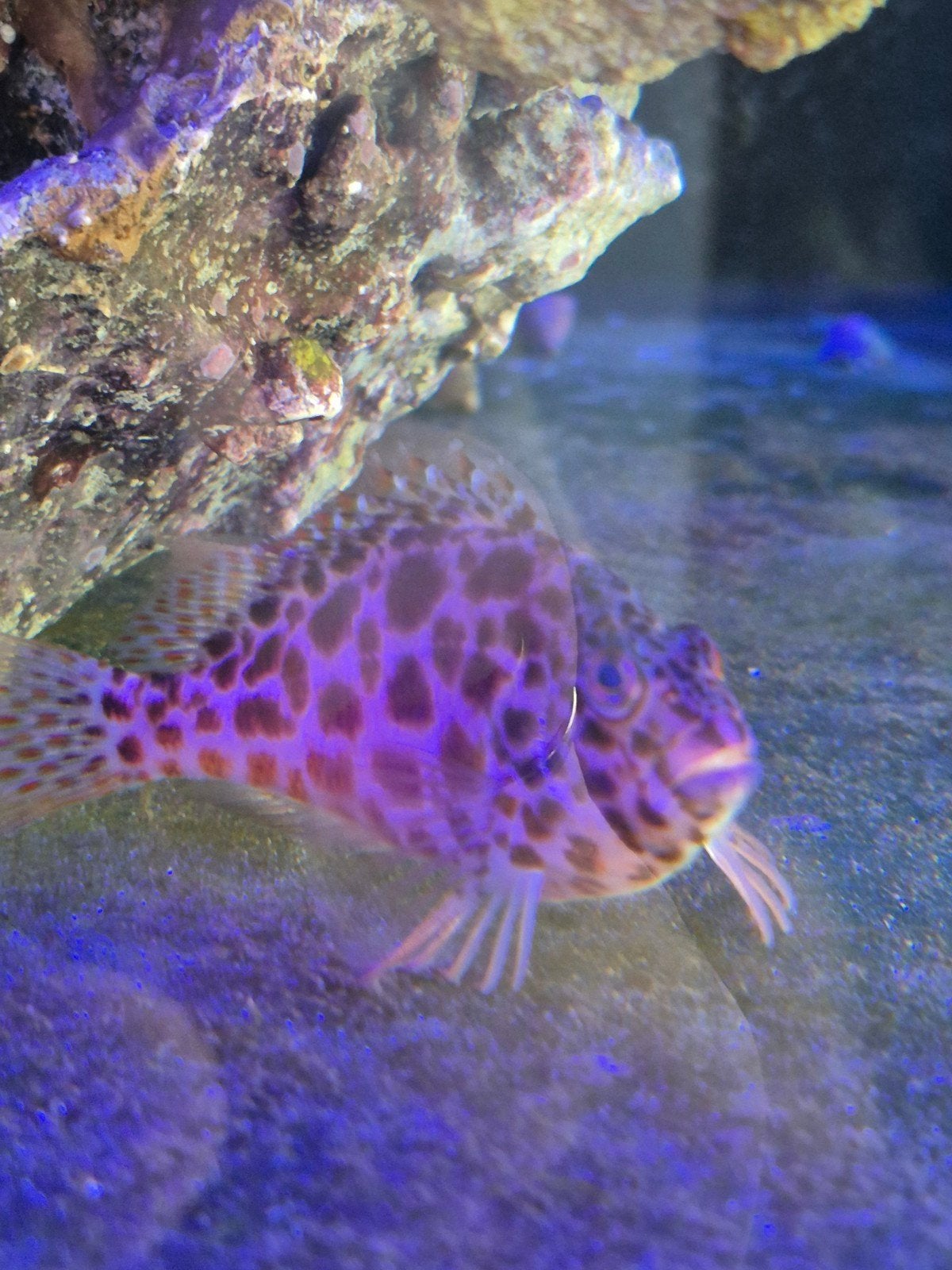 Zeeaquariumvissen, Vis, Zoutwatervis