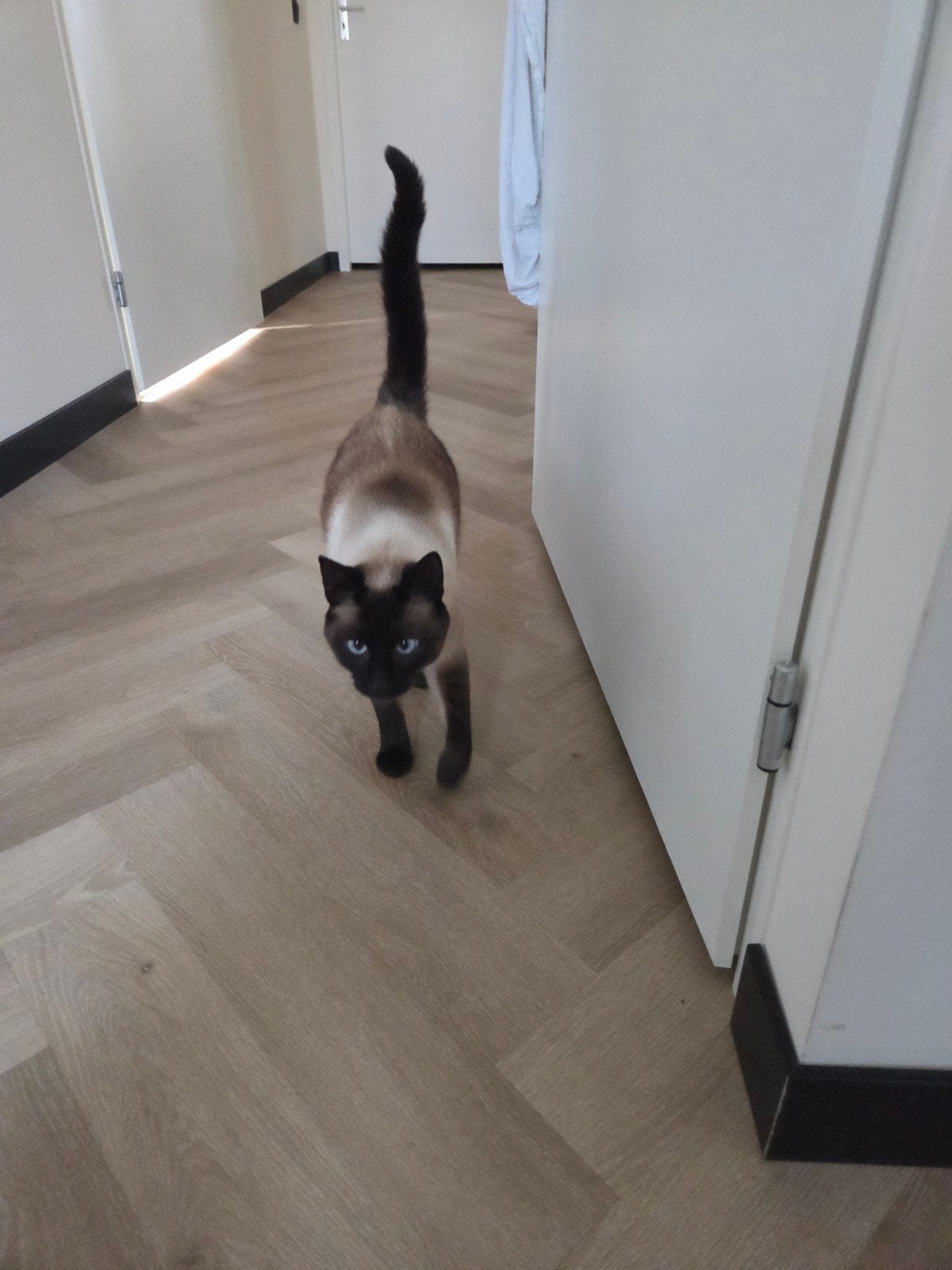 Gecastreerde Siamese kater te koop, Kater, Gechipt, 0 tot 2 jaar