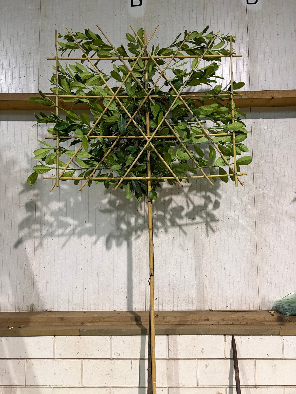 Leilaurier - Prunus laurocerasus 'Rotundifolia', Tuin en Terras, In pot, Bloeit niet, Halfschaduw, 250 tot 400 cm