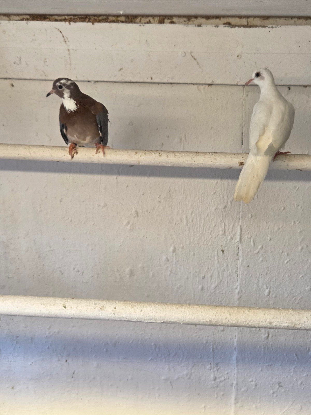 koppel senegal mutaties, Dieren en Toebehoren, Vogels | Duiven, Meerdere dieren, Overige soorten