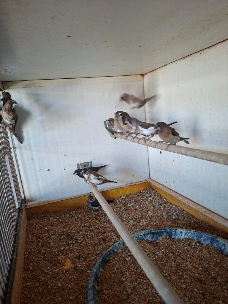 div tropen, Meerdere dieren, Tropenvogel