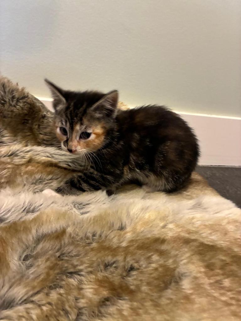 6 lieve kittens 3 kleur, zwart wit en grijs zwart tijgertje, Dieren en Toebehoren, Meerdere dieren