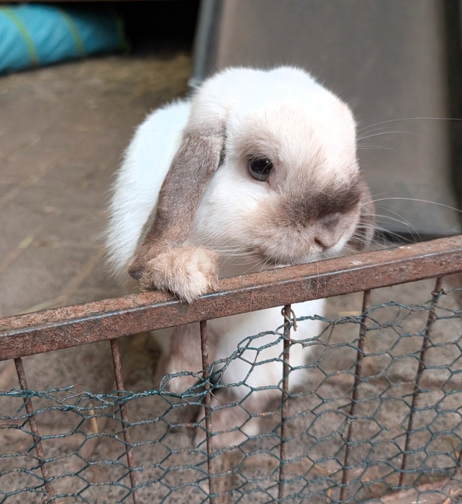 Leuke minilop/nhd (fok)ram, 1jr., ingeënt, Dieren en Toebehoren, Konijnen, Mannelijk, Dwerg, Hangoor, 0 tot 2 jaar