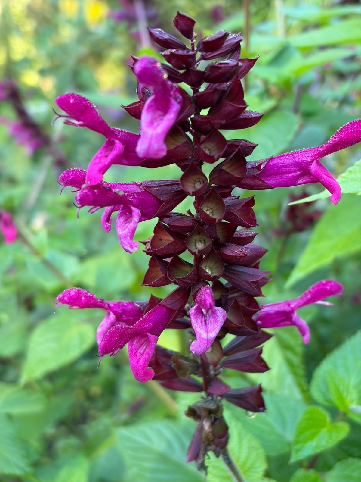 Biologische Salvia’s en vaste planten, Ophalen, Vaste plant, Overige soorten, Volle zon
