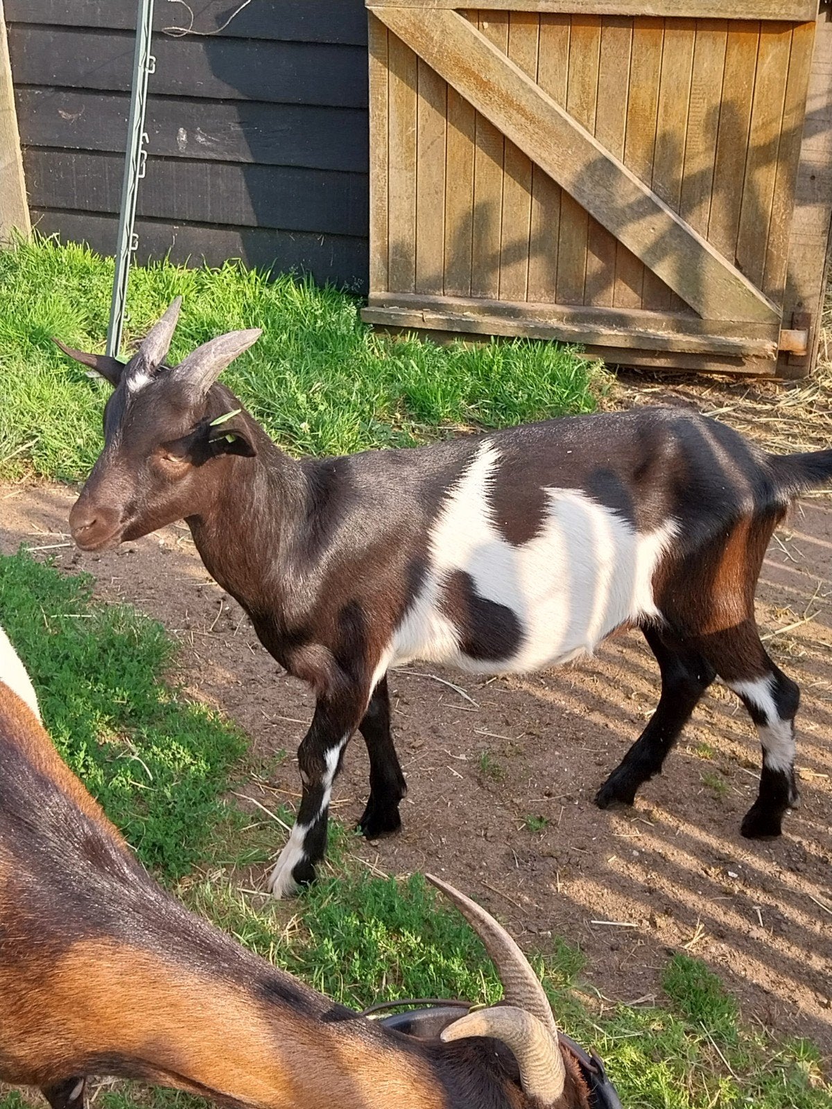 prachtige jonge geitenbok, Dieren en Toebehoren, Schapen, Geiten en Varkens, Mannelijk, Geit, 0 tot 2 jaar