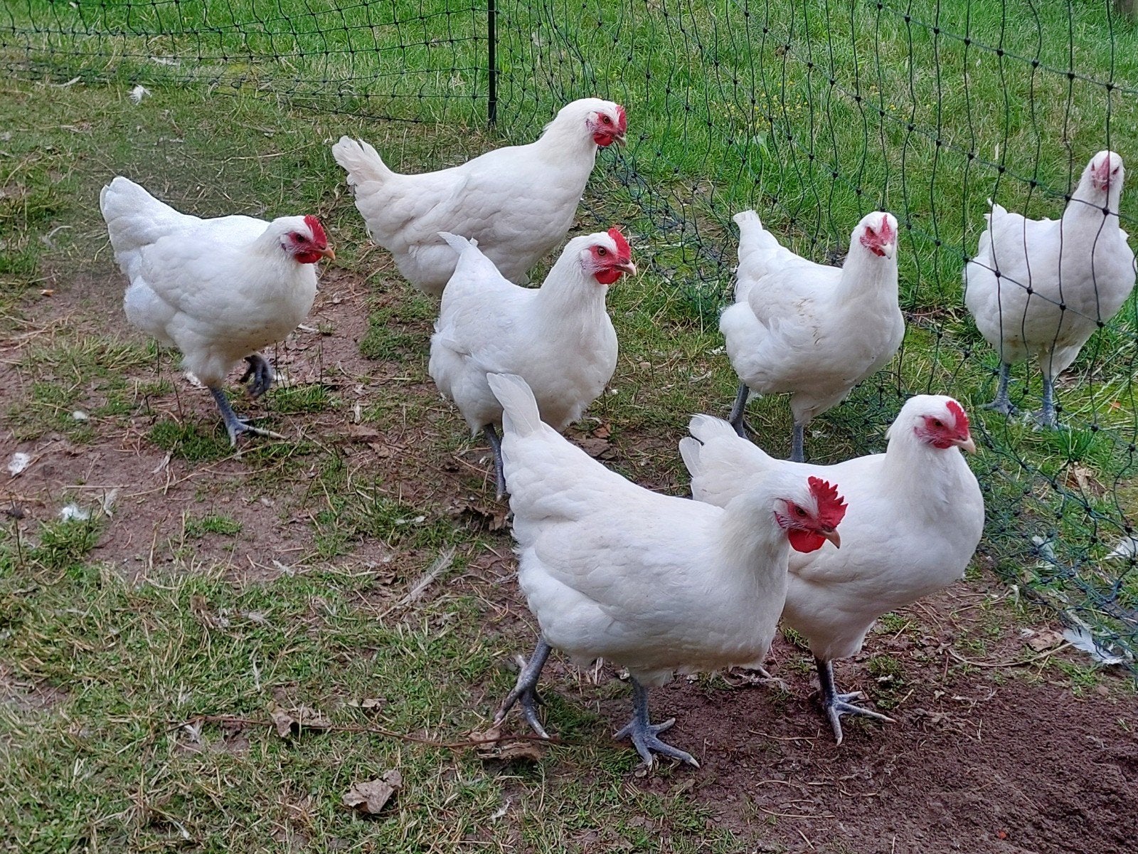 Poule de Bresse  hennen, Dieren en Toebehoren, Vrouwelijk, Kip