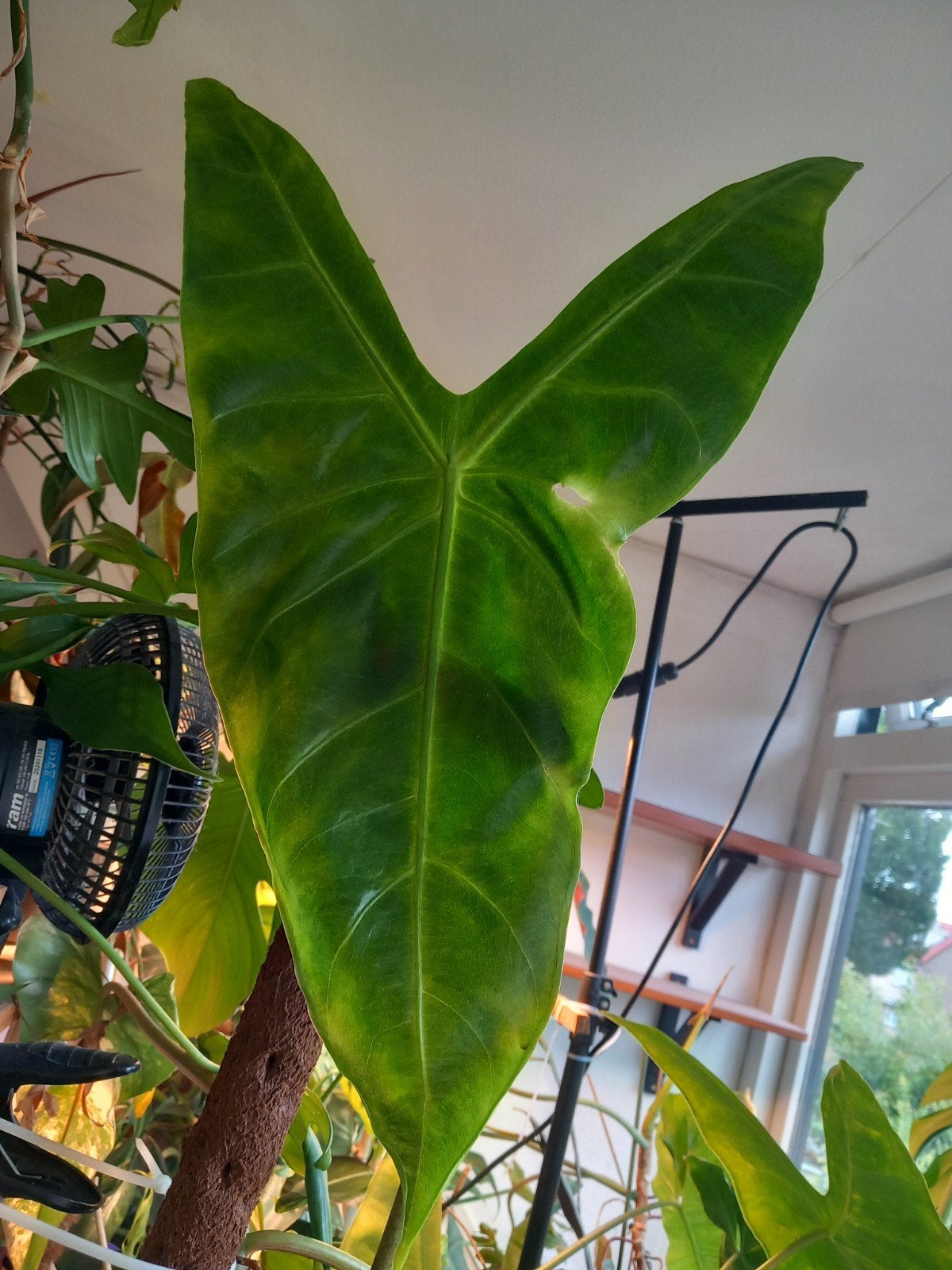 XL knollen Alocasia Longiloba (var), Huis en Inrichting, Kamerplanten, Ophalen of Verzenden, Halfschaduw, Minder dan 100 cm