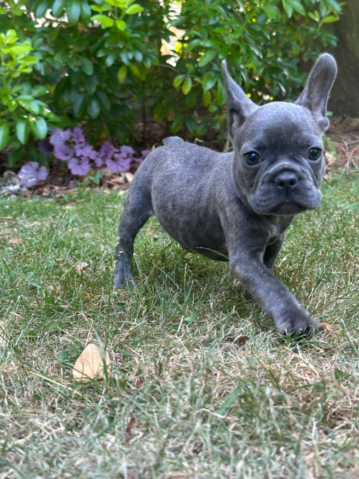 Franse bulldog reutjes, Dieren en Toebehoren, Honden | Bulldogs, Pinschers en Molossers, Reu, Bulldog, Fokker | Hobbymatig, Meerdere