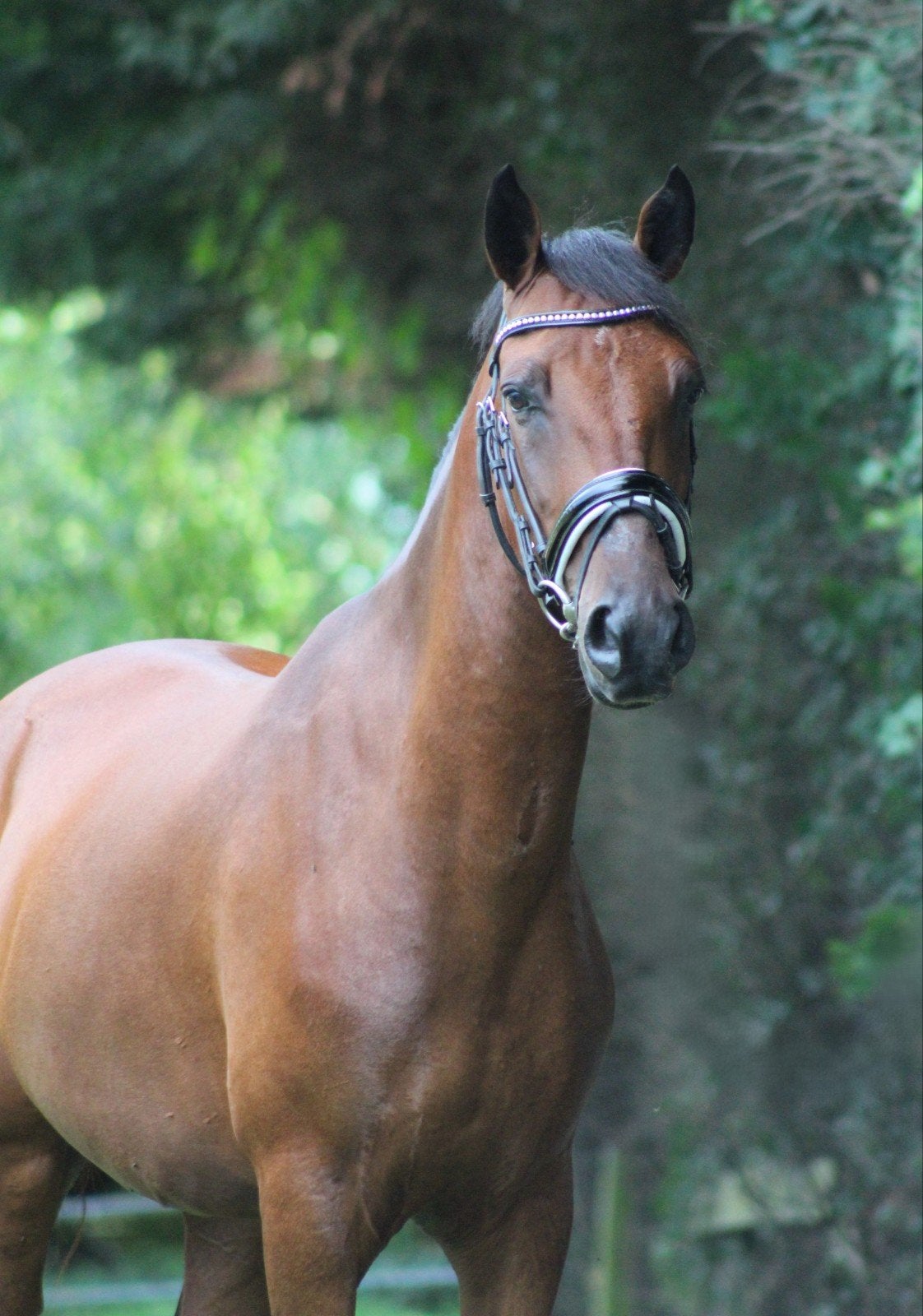 Fijne 4 jarige E-pony ruin, Dieren en Toebehoren, B, Ruin, 3 tot 6 jaar, Gechipt