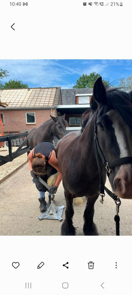 Grote C Tinker en grote D Fell pony te koop , omschrijving, Dieren en Toebehoren, Gechipt, Ruin, Zadelmak, 3 tot 6 jaar