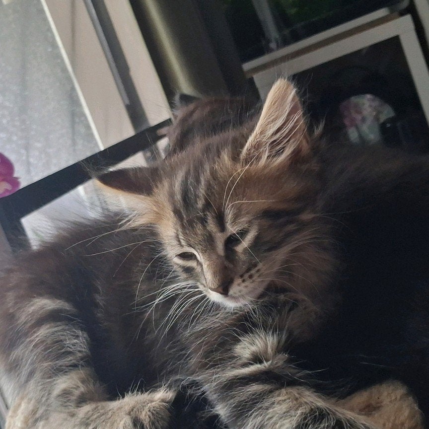 2 maine coons kittens, Meerdere dieren, Langharig, 0 tot 2 jaar