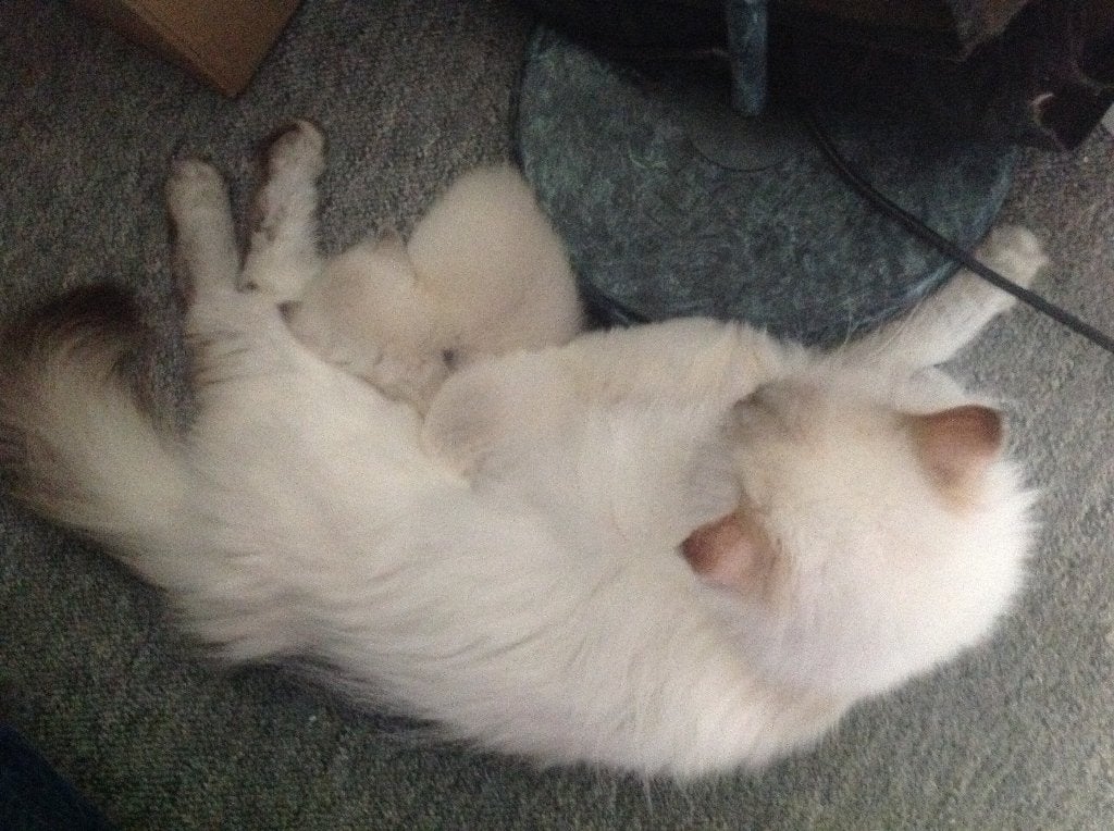 Mooie kittens: Britse Langhaar x Ragdoll, Dieren en Toebehoren, Katten en Kittens | Raskatten | Langhaar, Meerdere dieren, Ontwormd