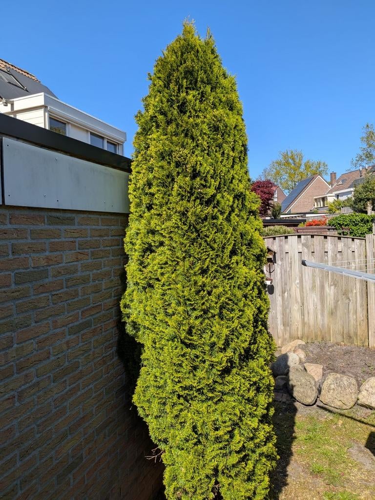 Conifeer van circa 4 meter hoog - zelf uitgraven, Ophalen
