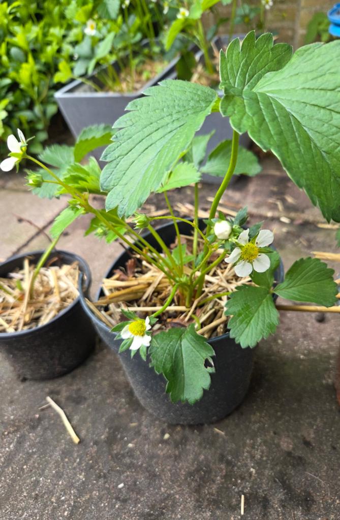 Aardbeienplantjes/ aardbeienplanten, Tuin en Terras, Ophalen, Volle zon, Vaste plant, Fruitplanten