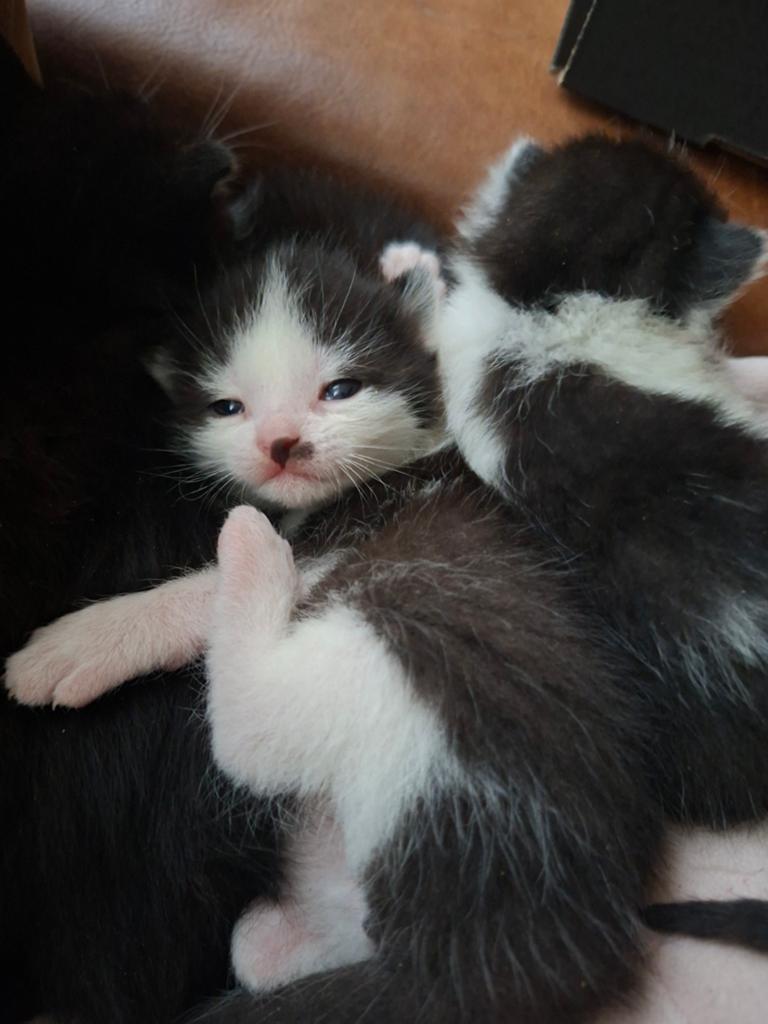 Jonge kittens  zwart witte poesjes, Dieren en Toebehoren, Katten en Kittens | Overige Katten, Meerdere dieren, Kortharig, 0 tot 2 jaar